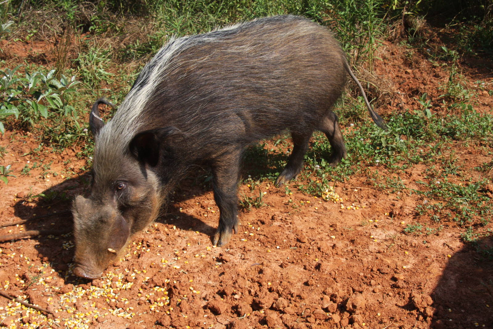 2013: Shadow Nursery