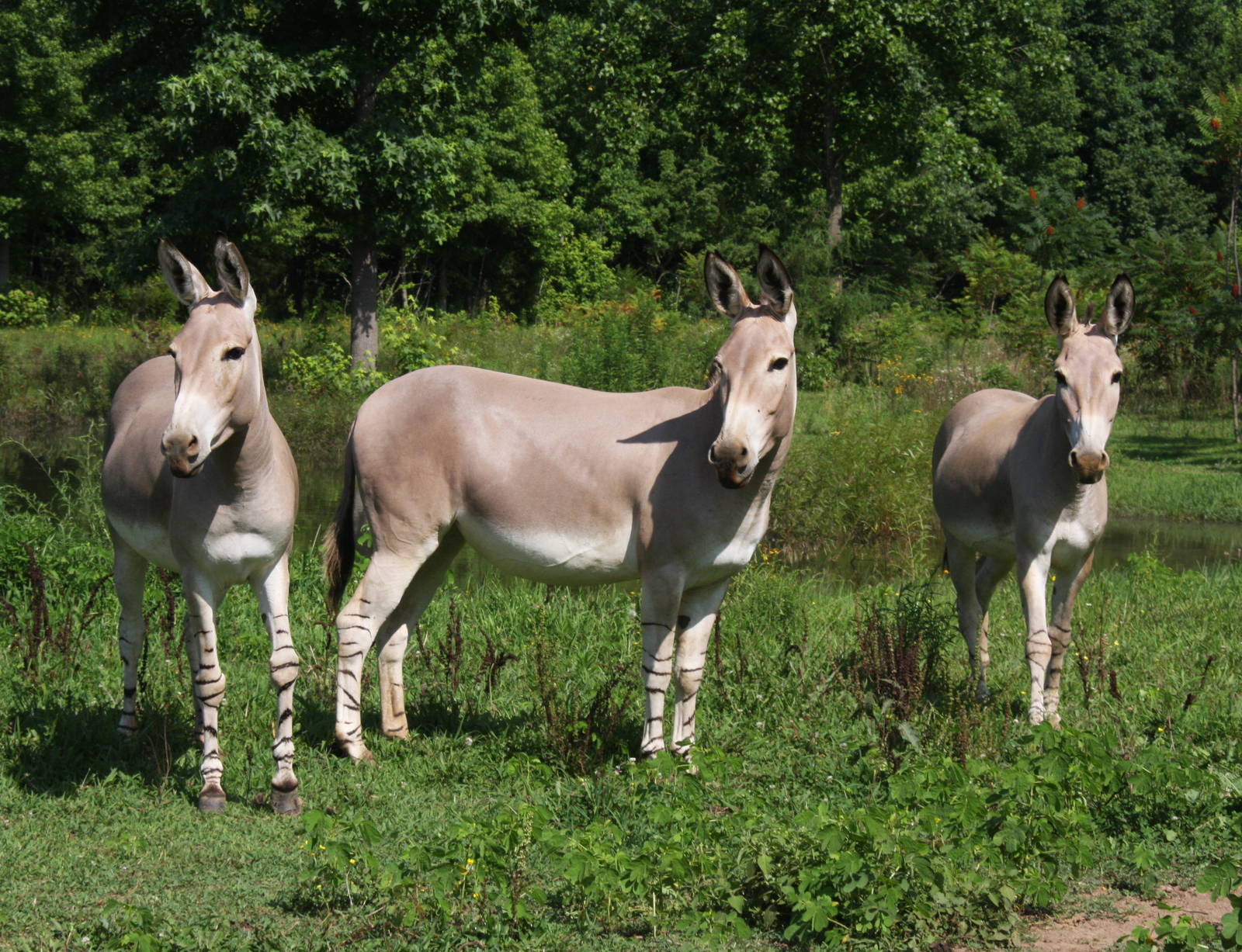 2013: Shadow Nursery