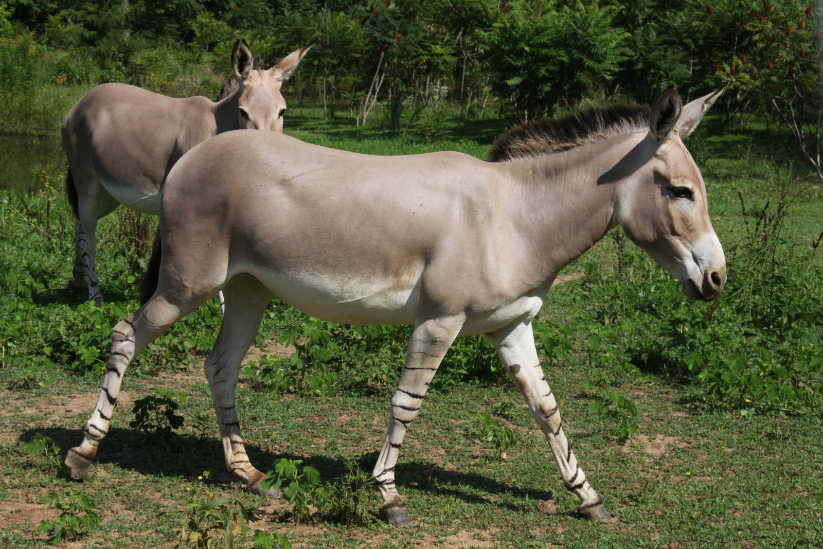 2013: Shadow Nursery