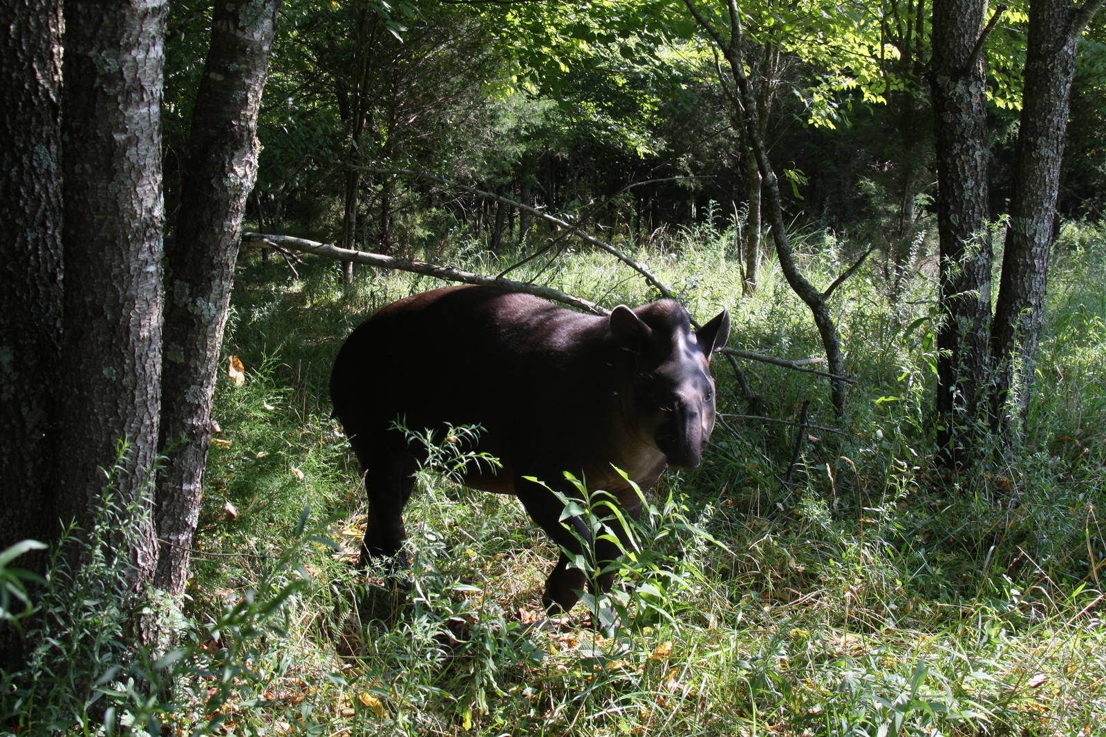 2013: Shadow Nursery