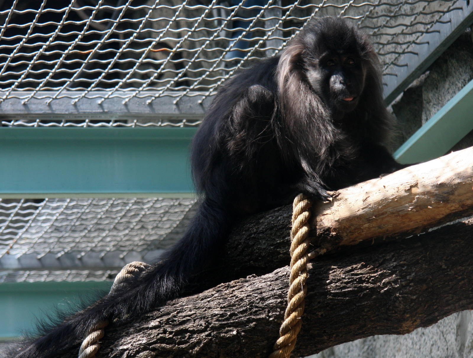 2013: Smithsonian National Zoo