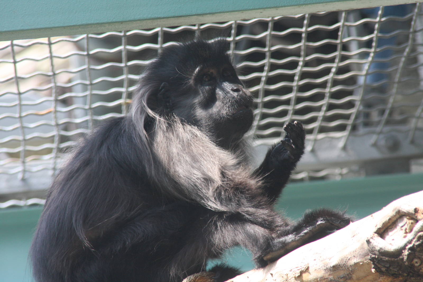 2013: Smithsonian National Zoo