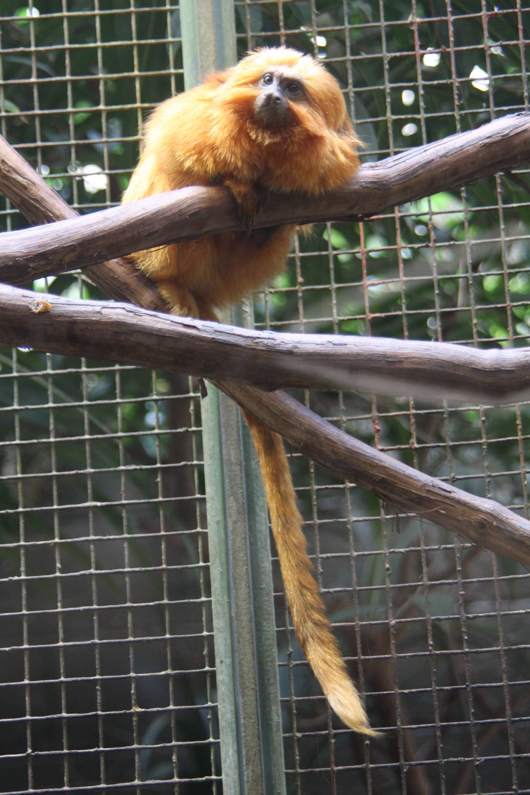 2013: Smithsonian National Zoo