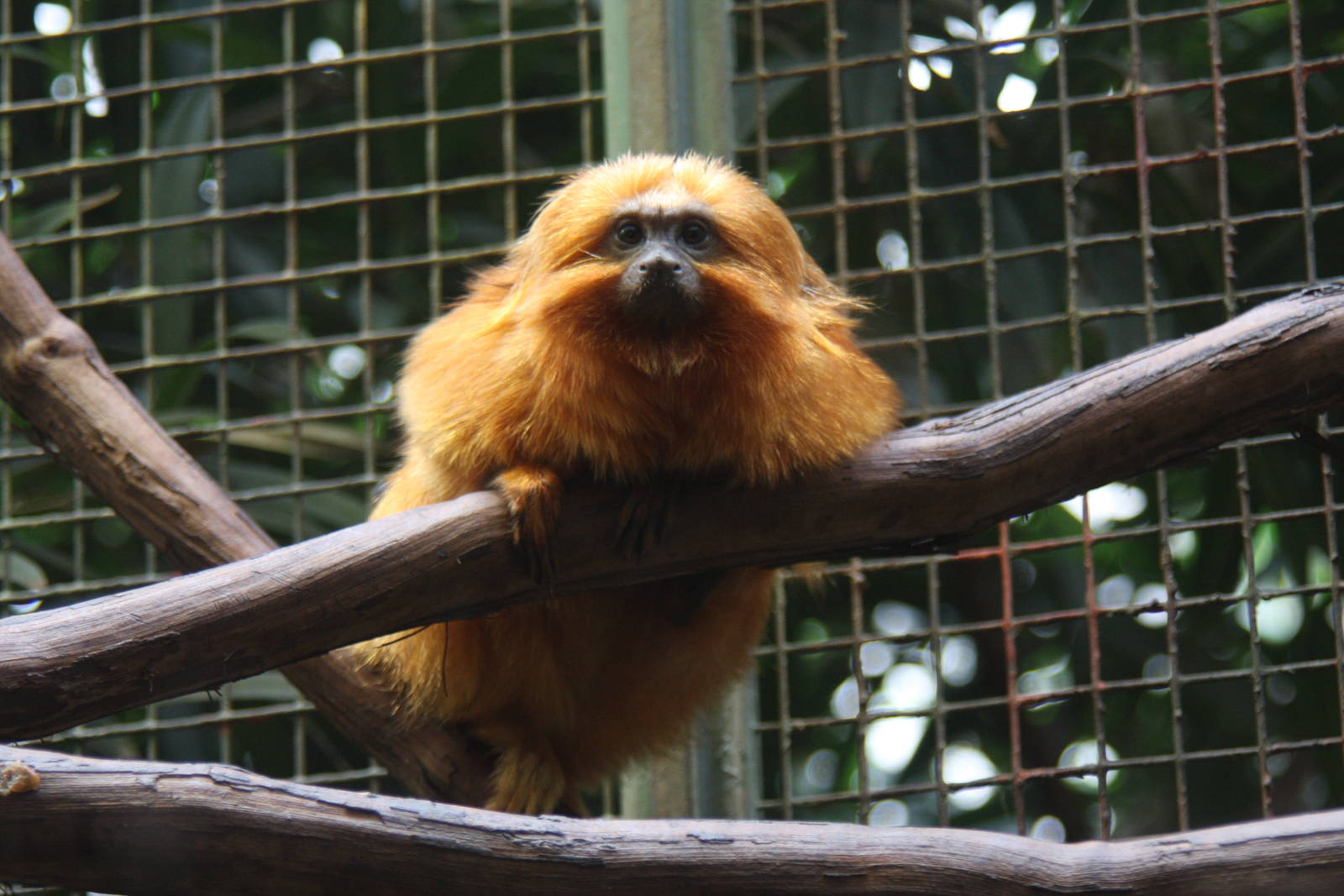 2013: Smithsonian National Zoo