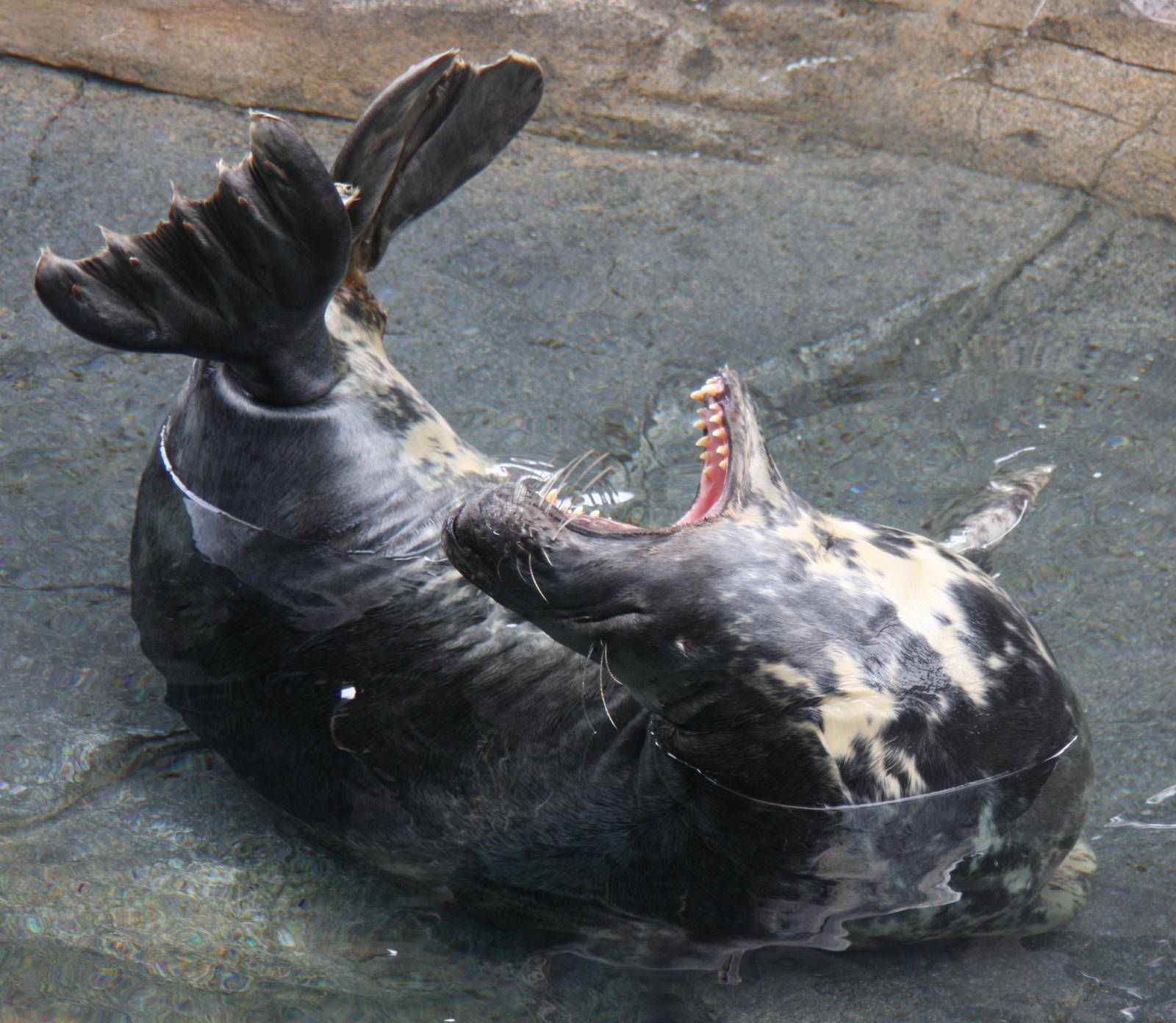 2013: Smithsonian National Zoo