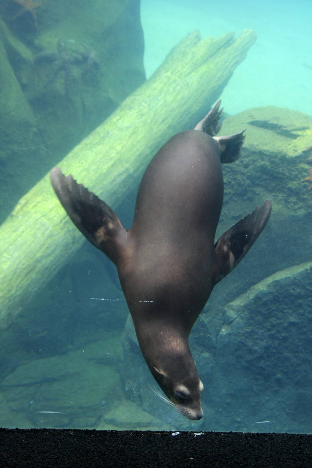 2013: Smithsonian National Zoo