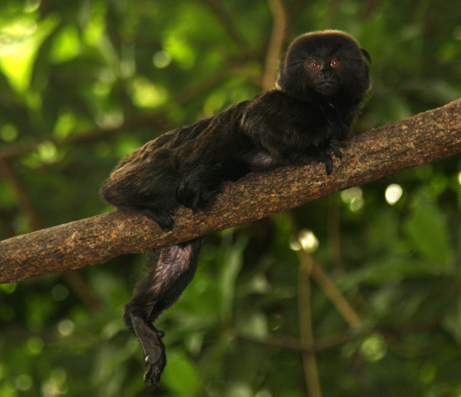 2013: Smithsonian National Zoo