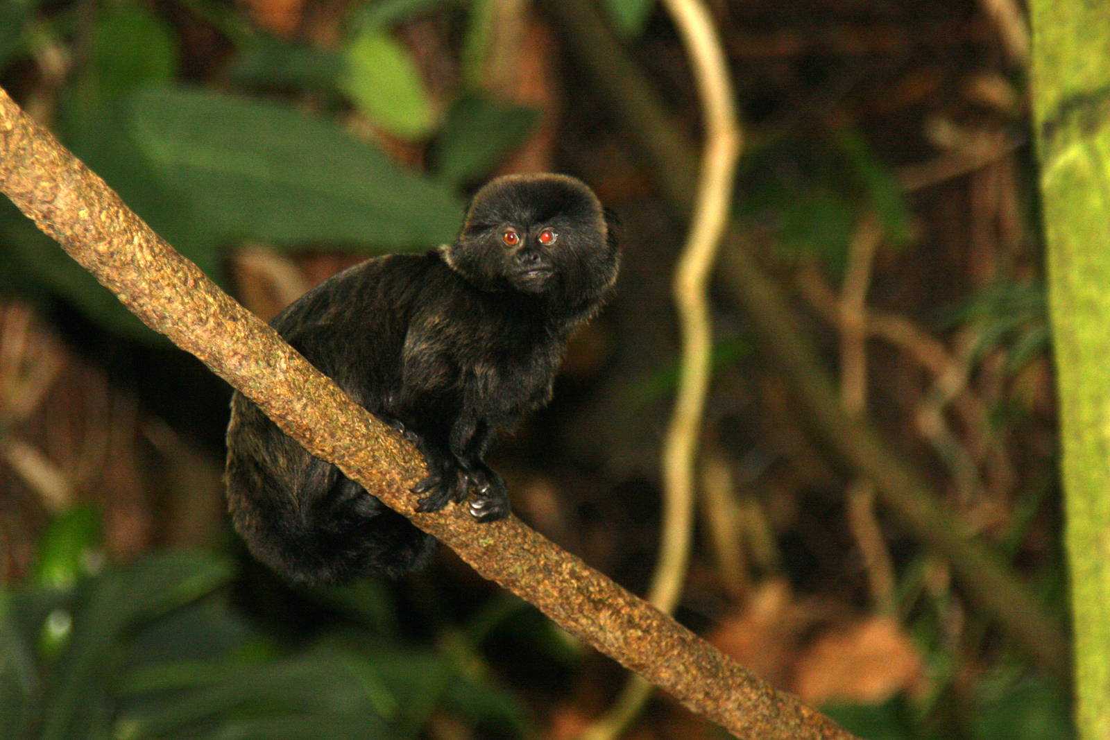 2013: Smithsonian National Zoo