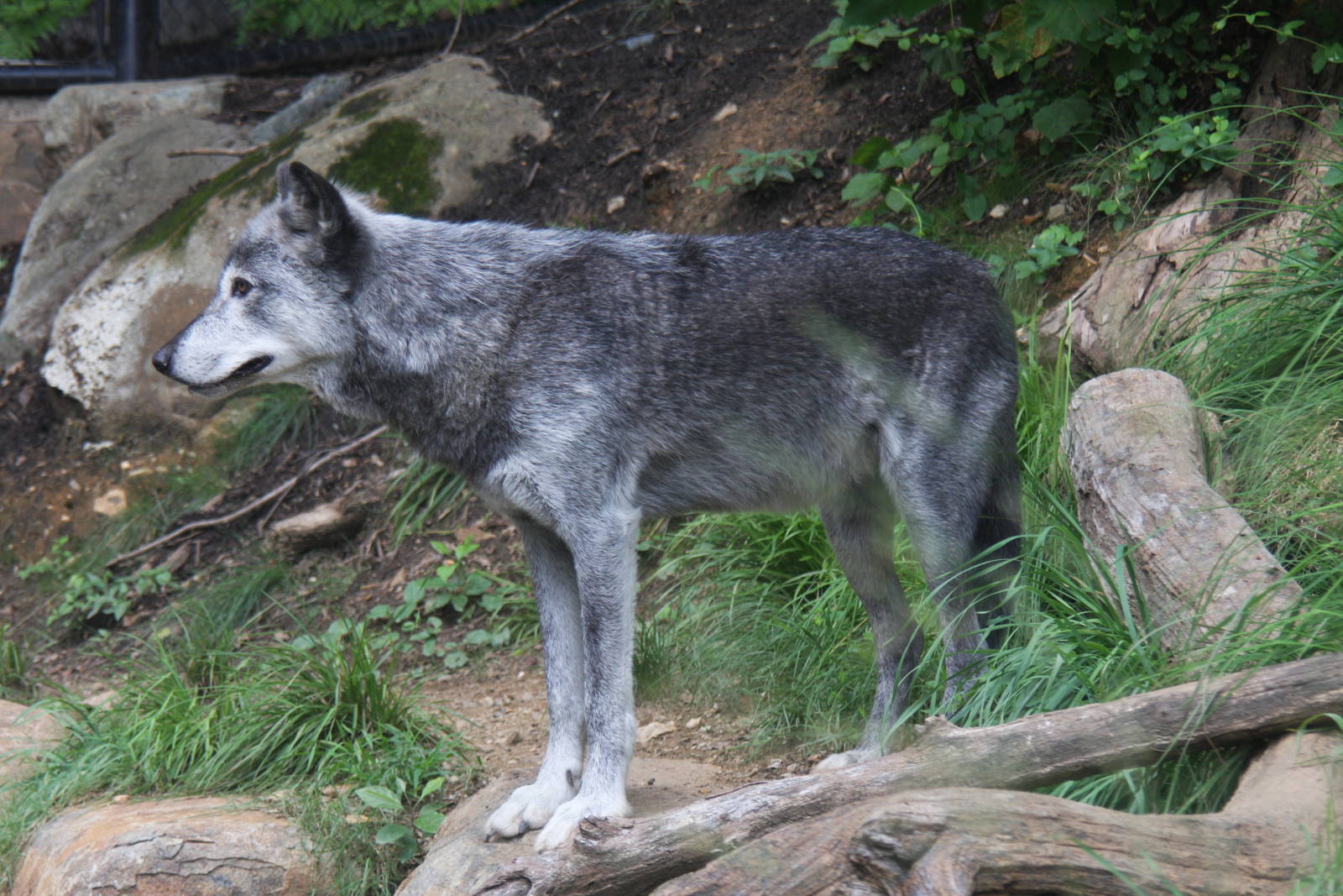 2013: Smithsonian National Zoo