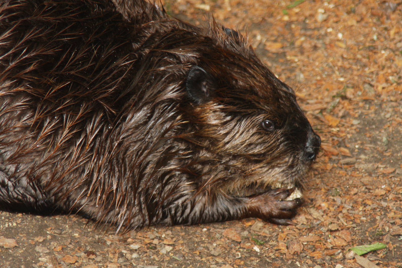 2013: Smithsonian National Zoo