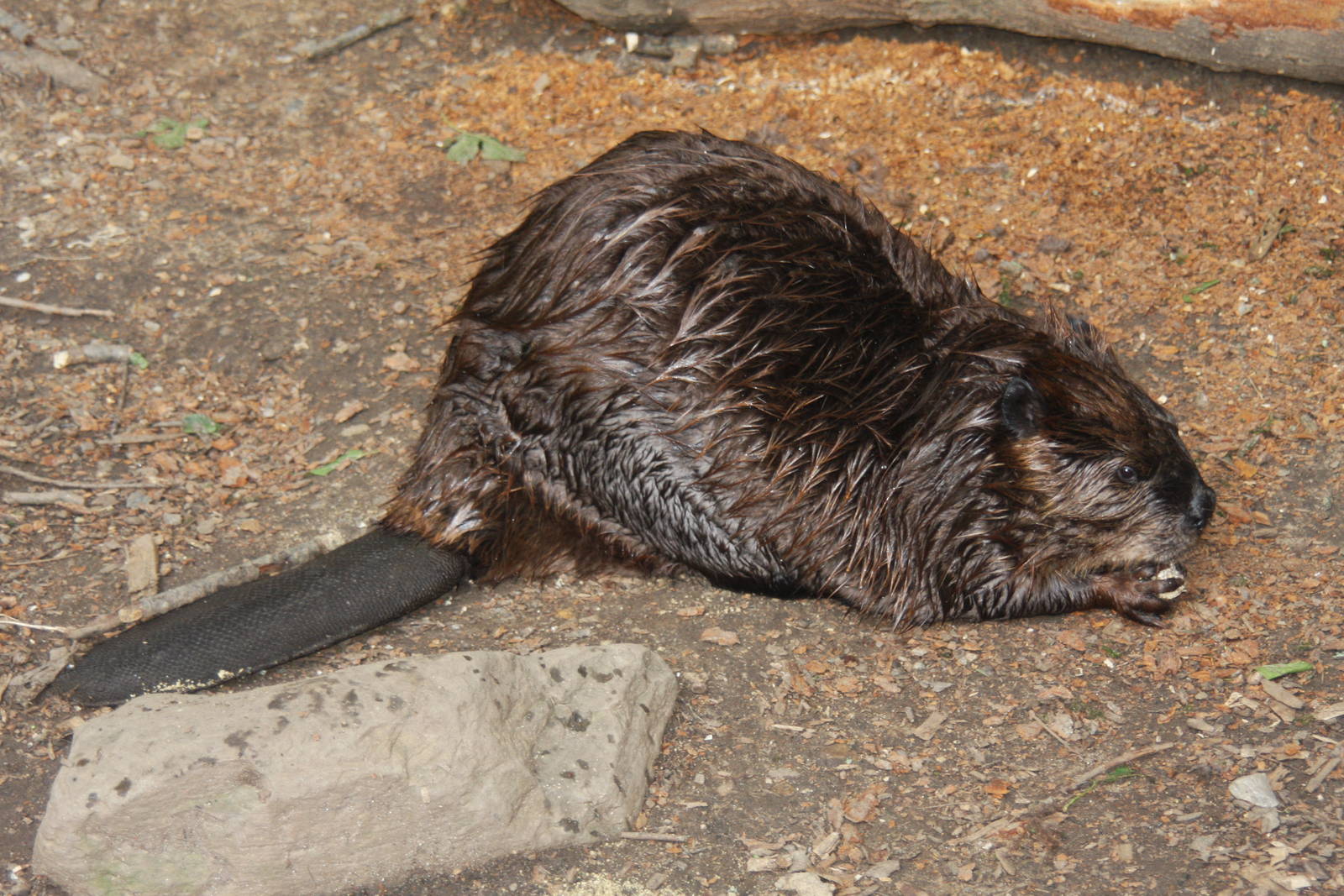 2013: Smithsonian National Zoo