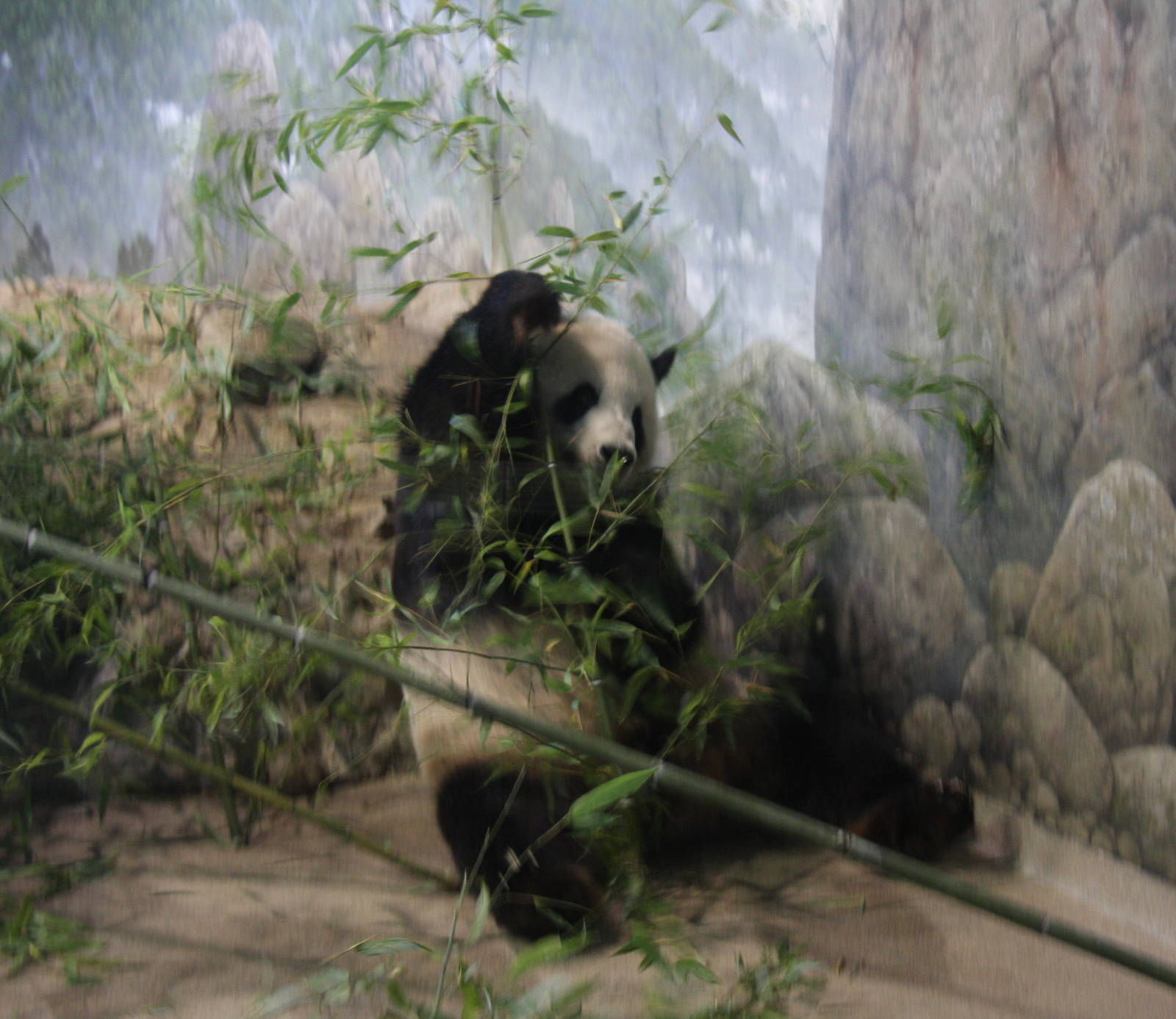 2013: Smithsonian National Zoo