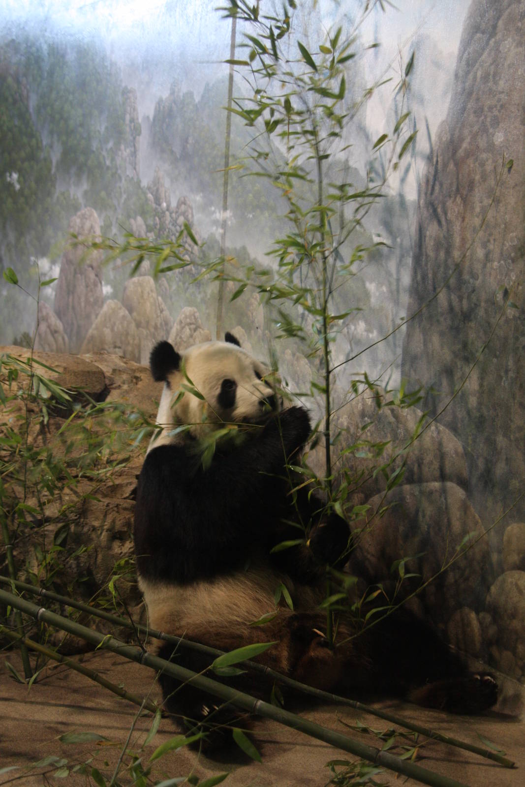 2013: Smithsonian National Zoo