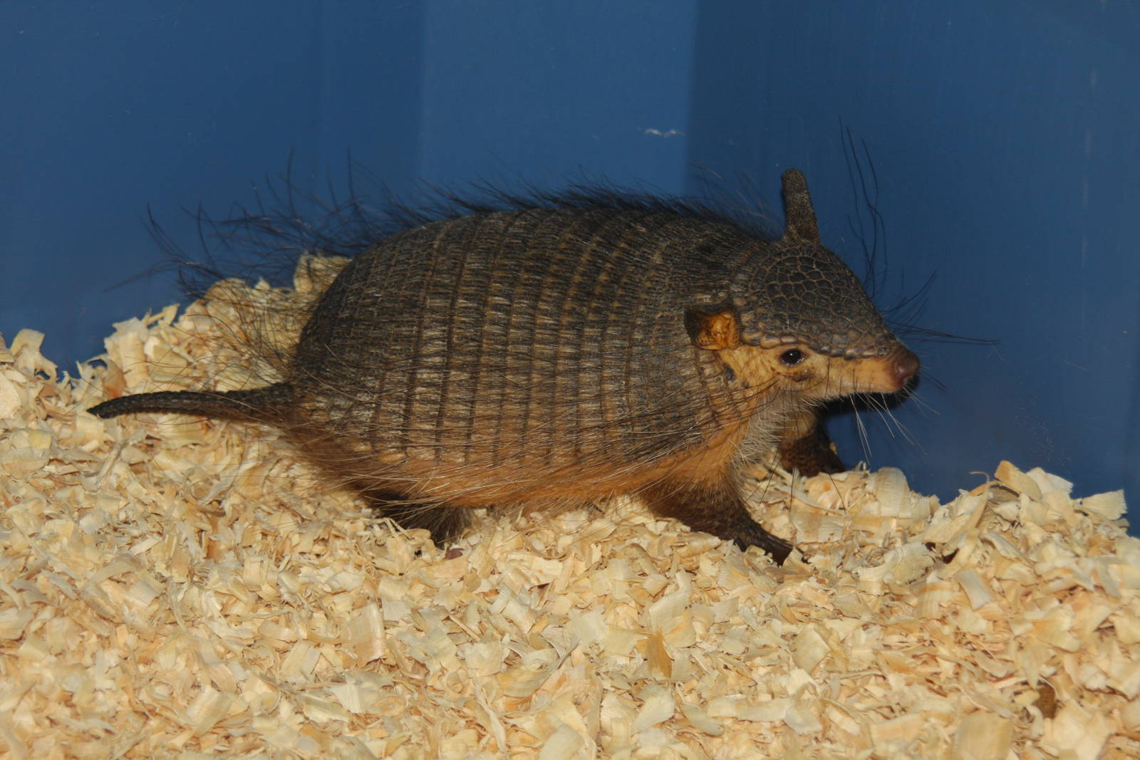 2013 Temaiken Bioparc