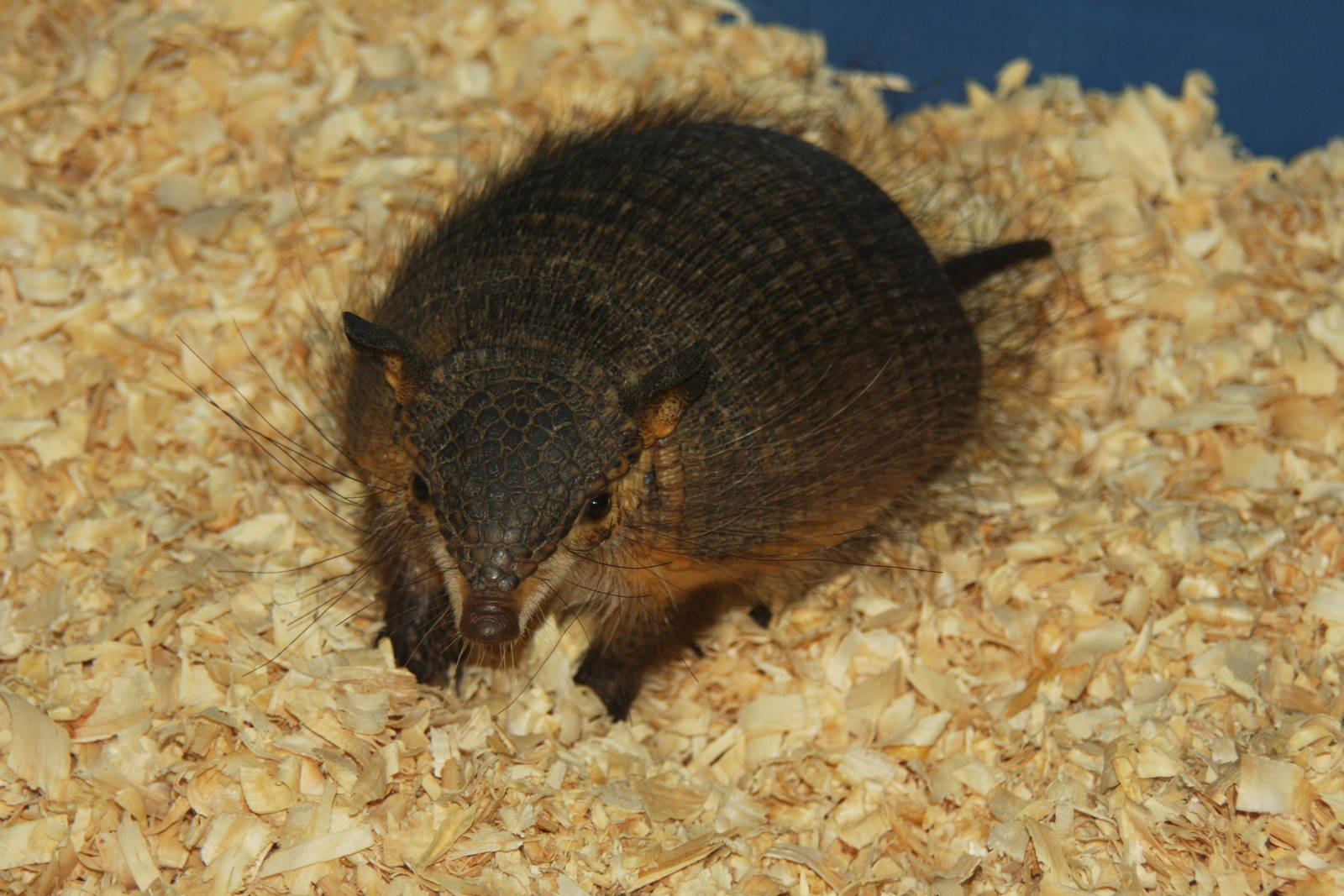 2013 Temaiken Bioparc