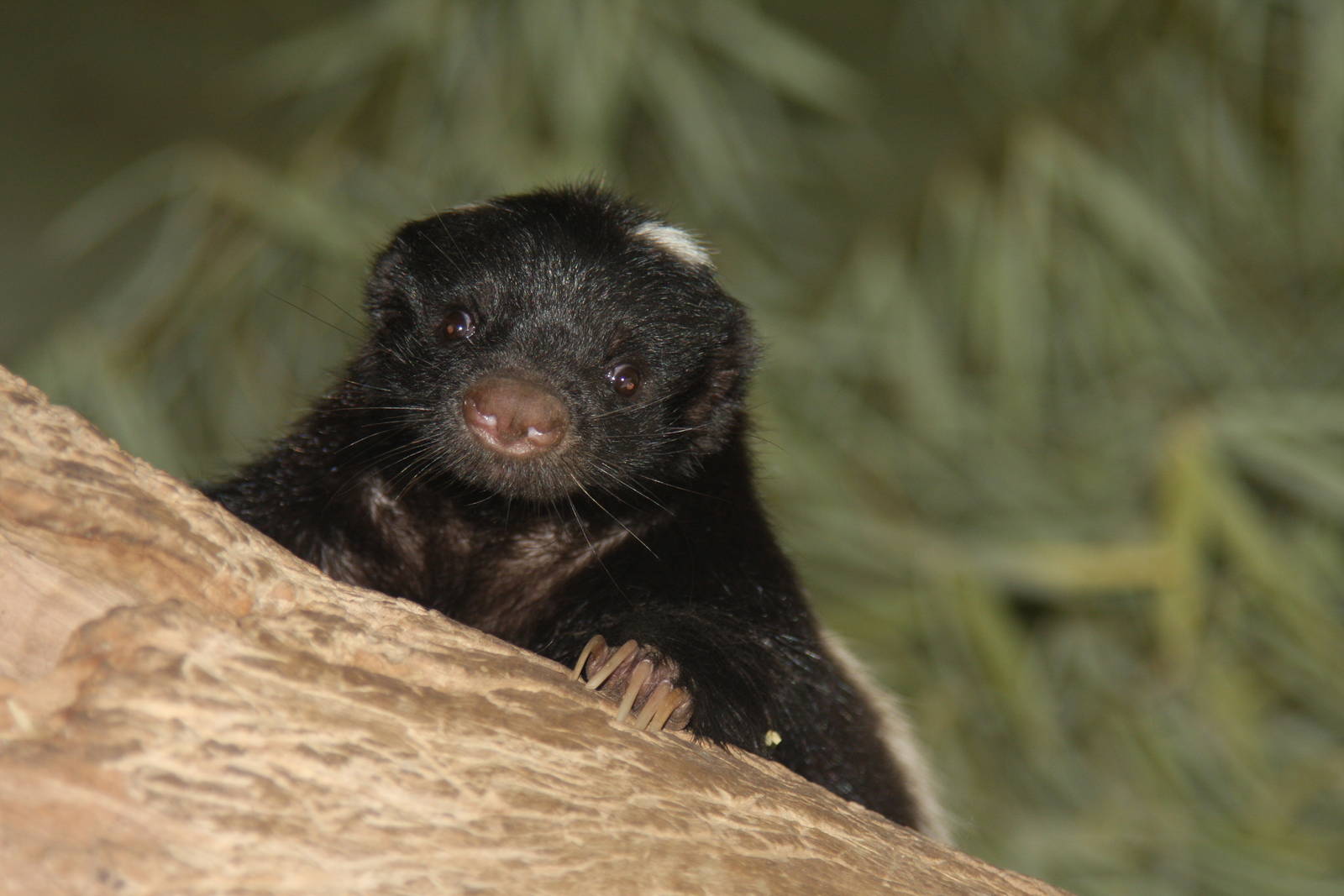 2013 Temaiken Bioparc