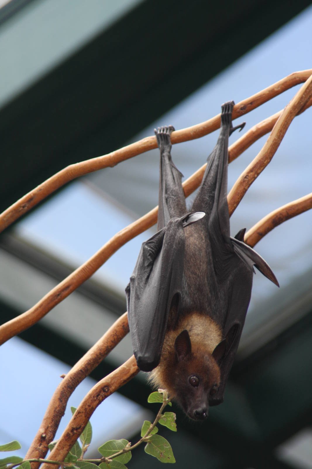 2013 Temaiken Bioparc