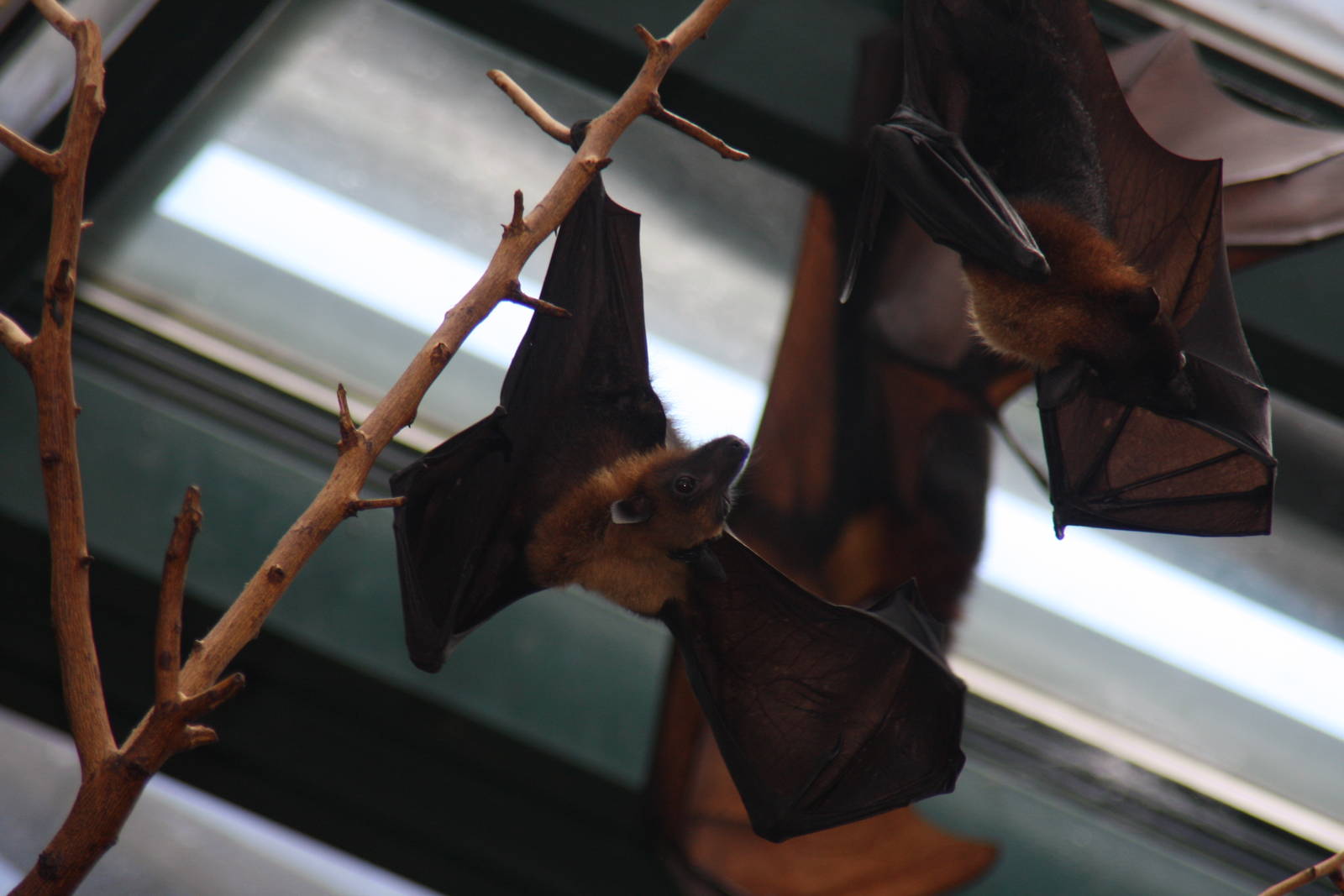 2013 Temaiken Bioparc