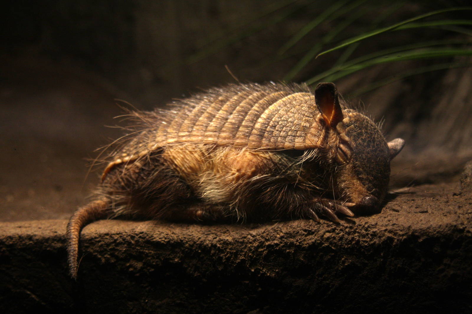 2013 Temaiken Bioparc