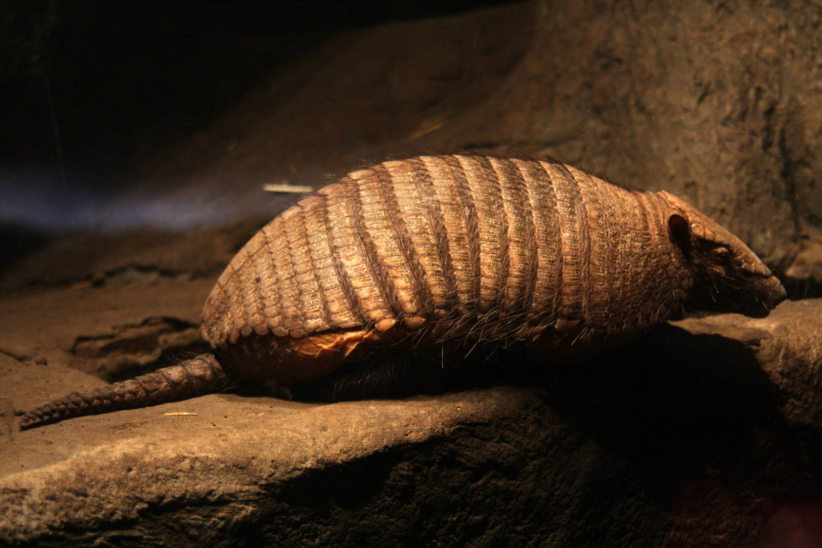 2013 Temaiken Bioparc