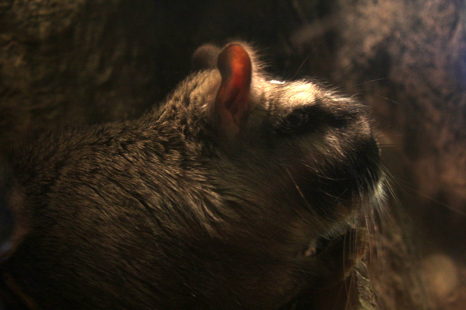 2013 Temaiken Bioparc