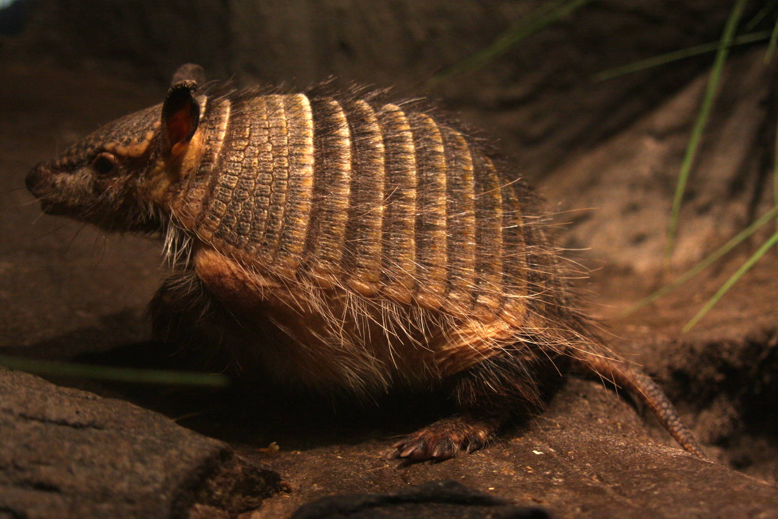 2013 Temaiken Bioparc
