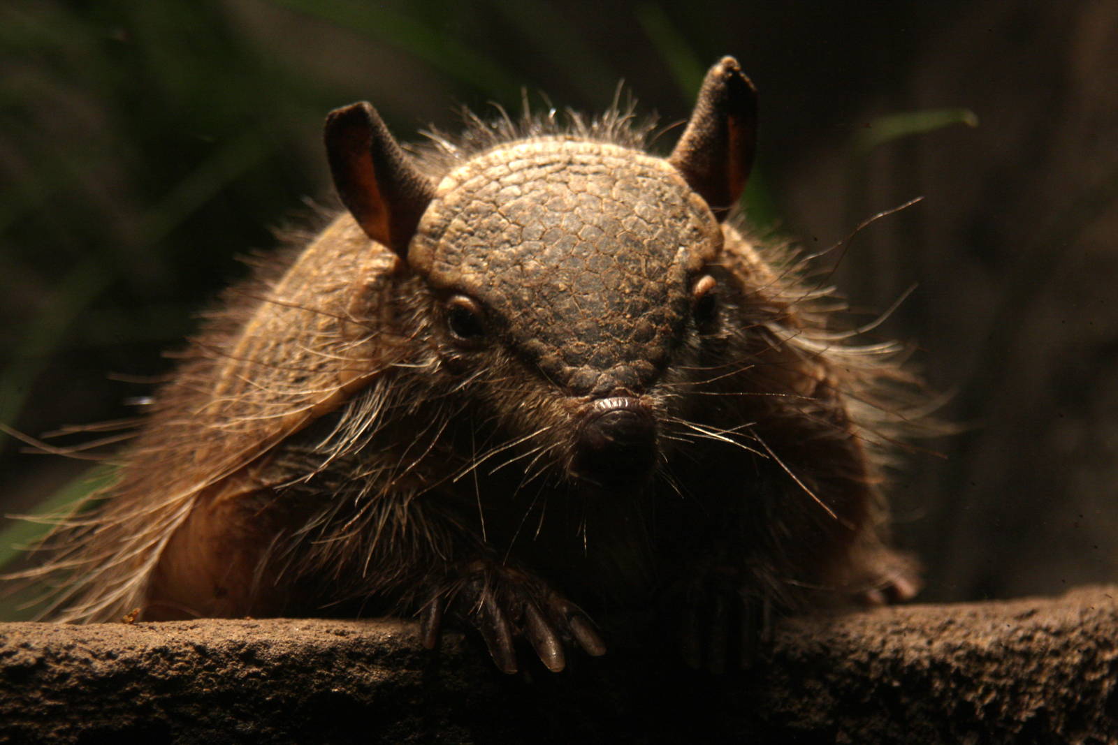 2013 Temaiken Bioparc