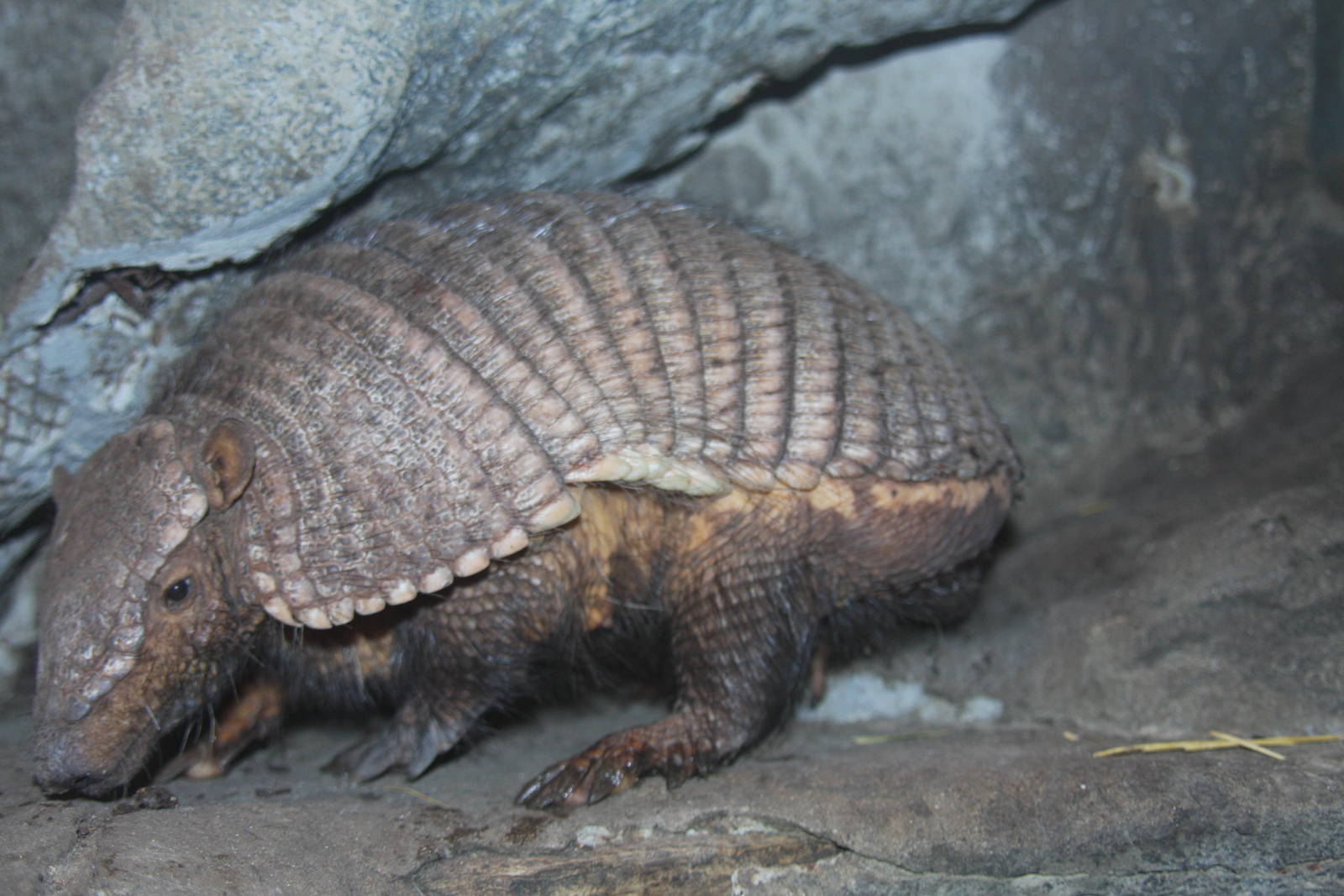 2013 Temaiken Bioparc