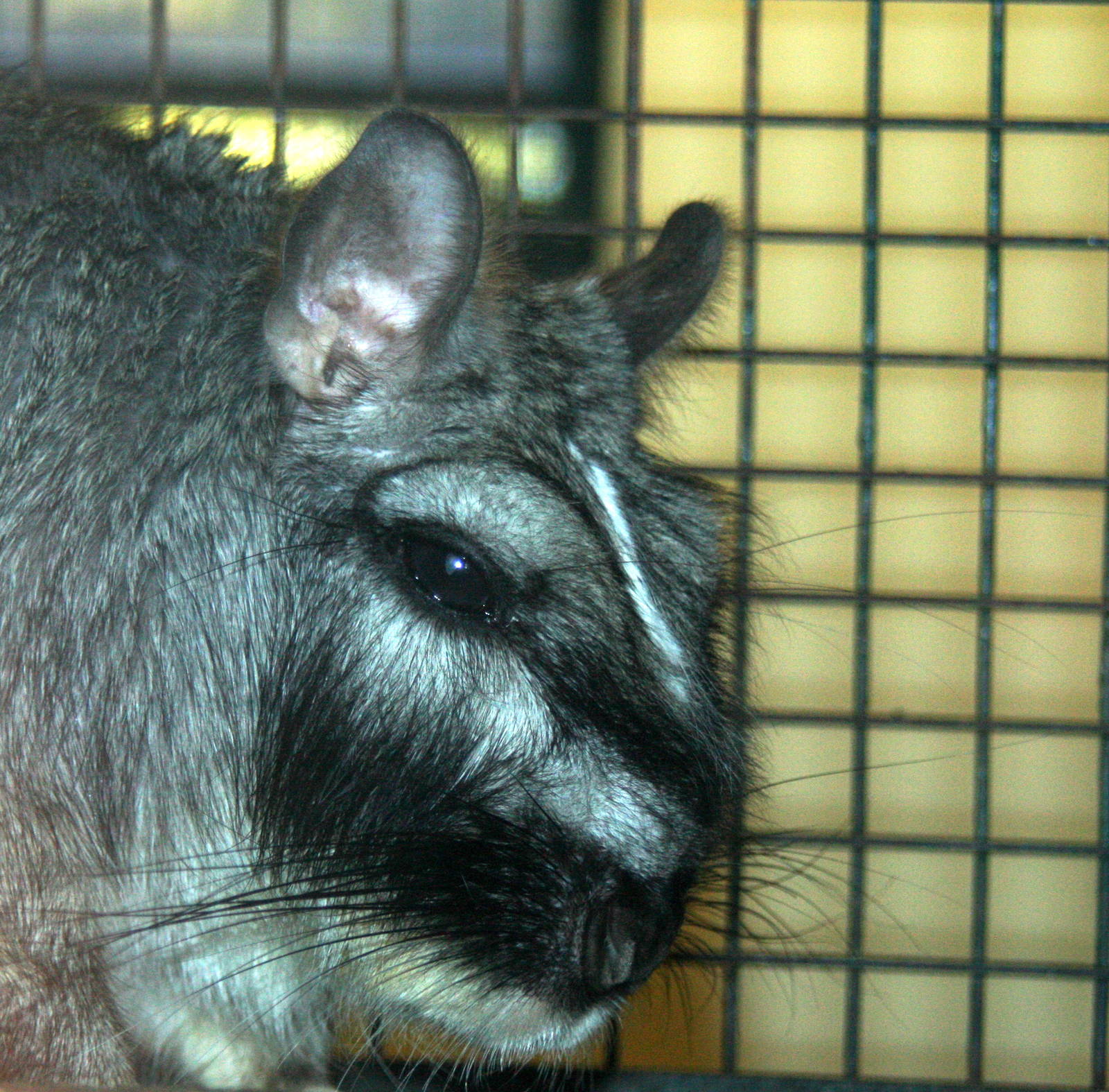 2013 Temaiken Bioparc