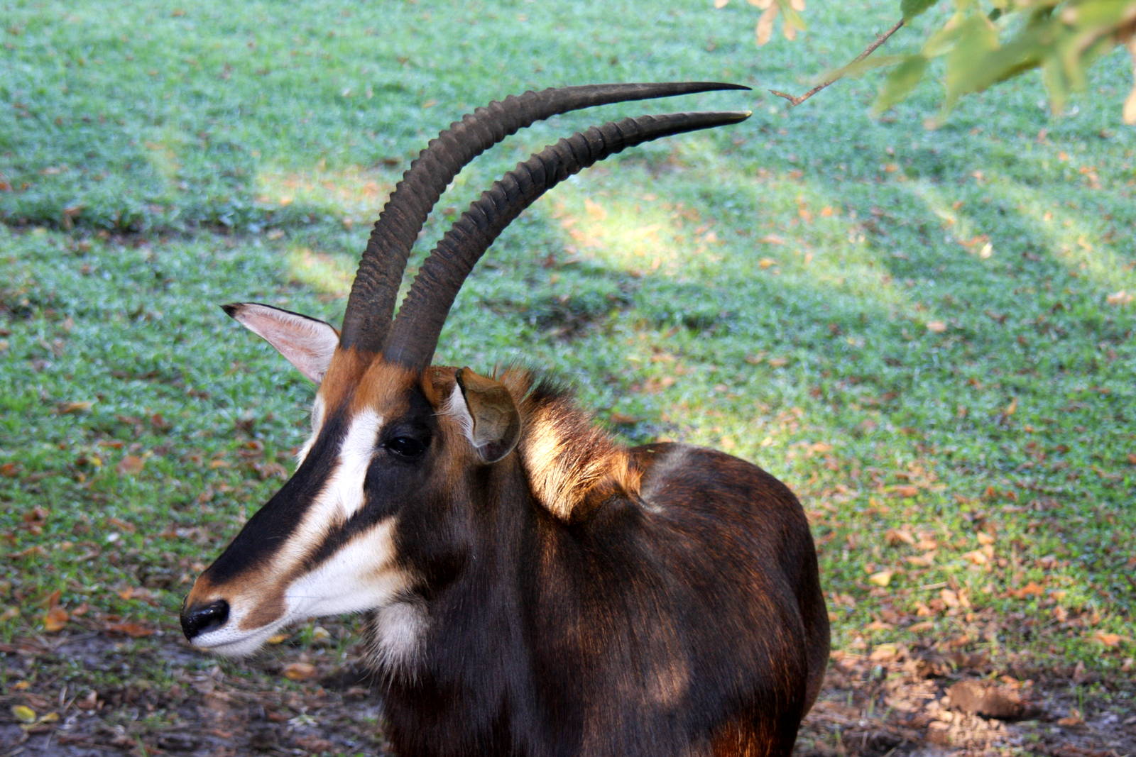 2013 Temaiken Bioparc