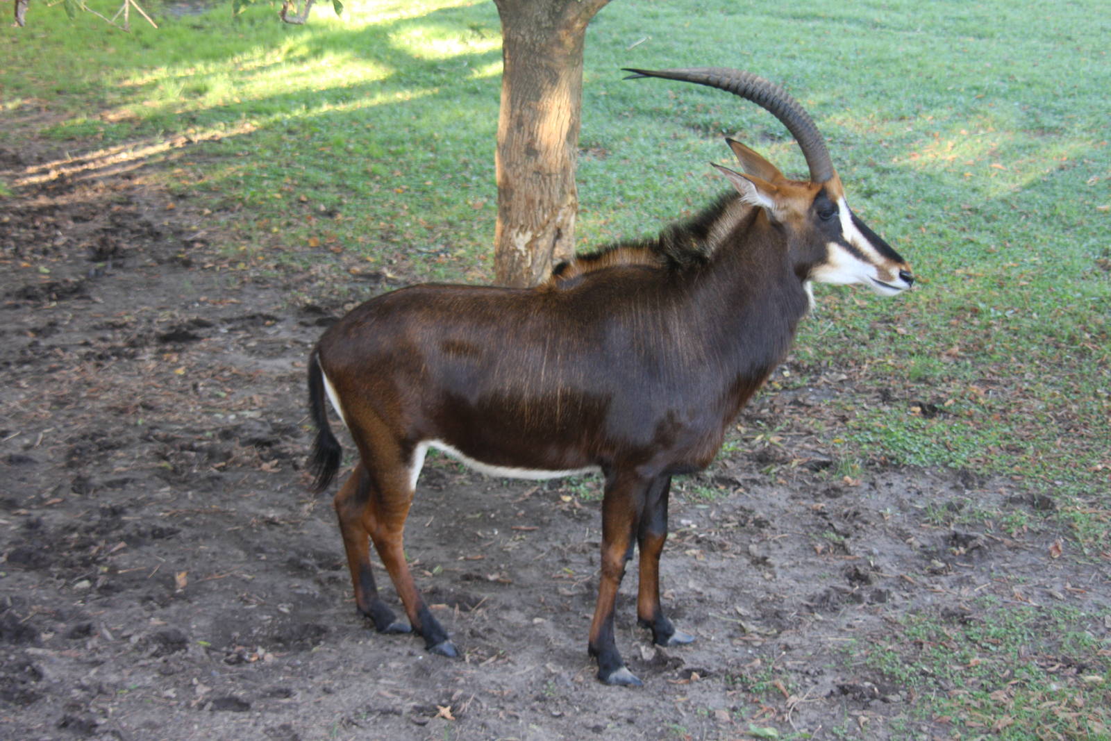 2013 Temaiken Bioparc