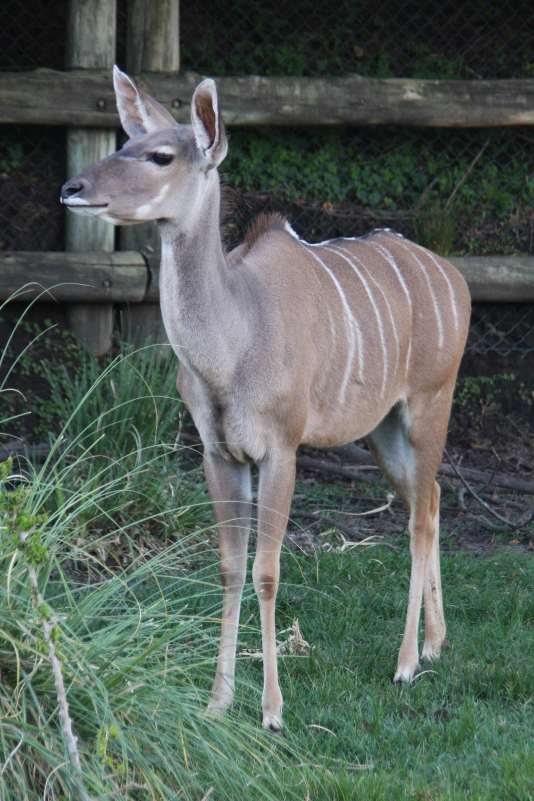2013 Temaiken Bioparc