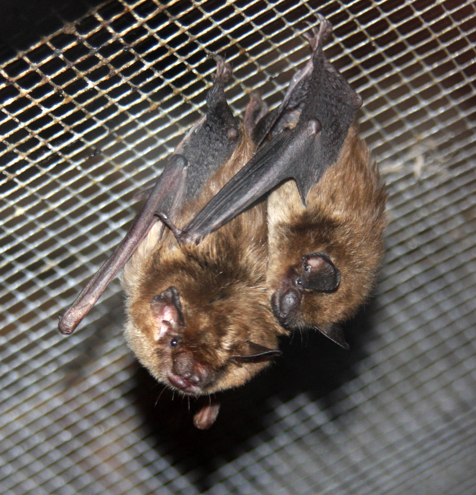 2013: Virginia Living Museum