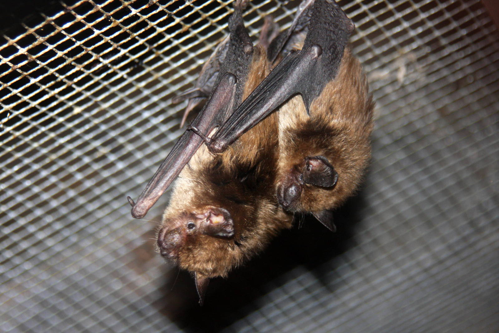 2013: Virginia Living Museum