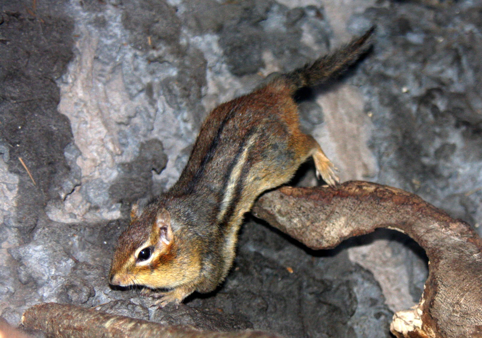 2013: Virginia Living Museum