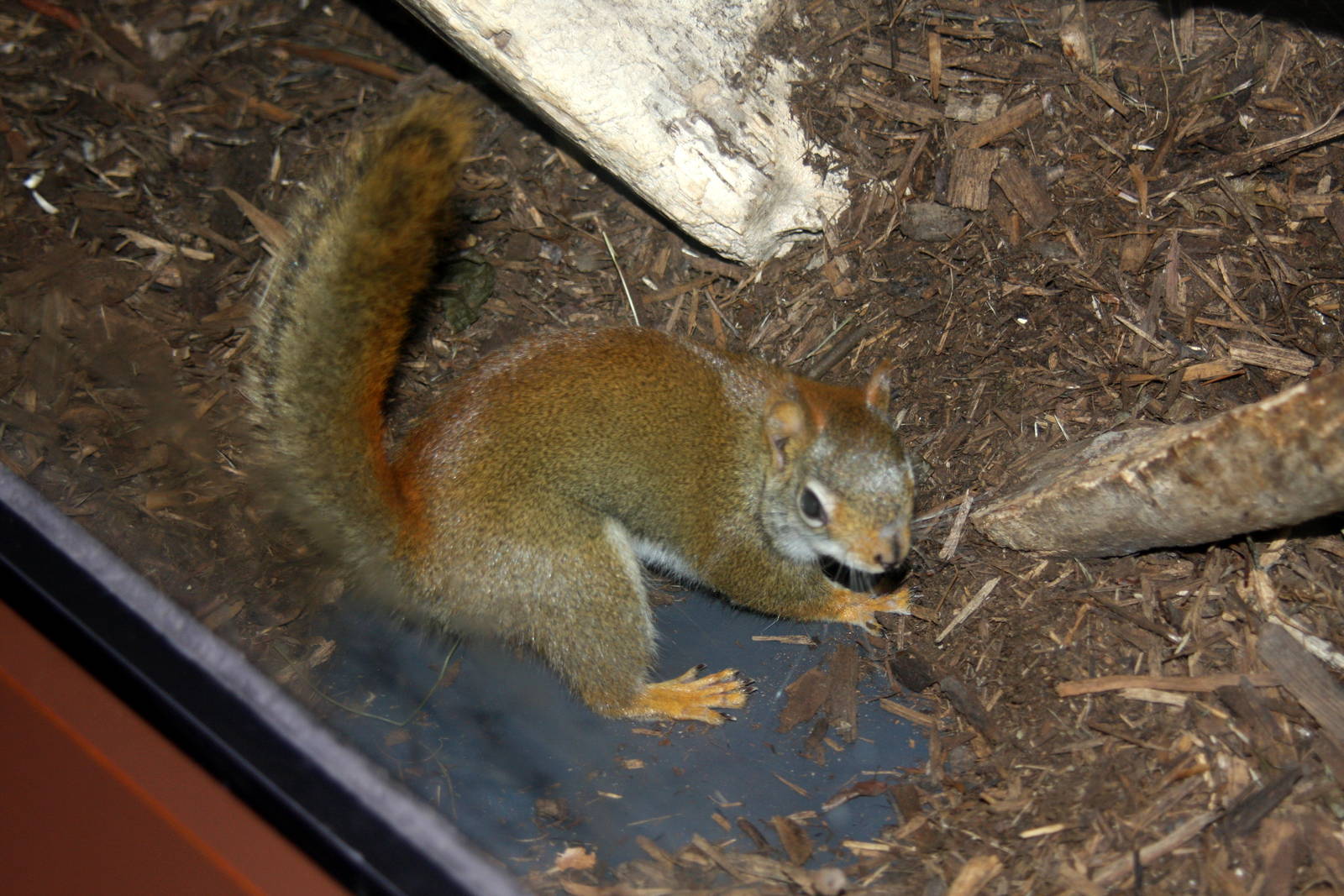 2013: Virginia Living Museum