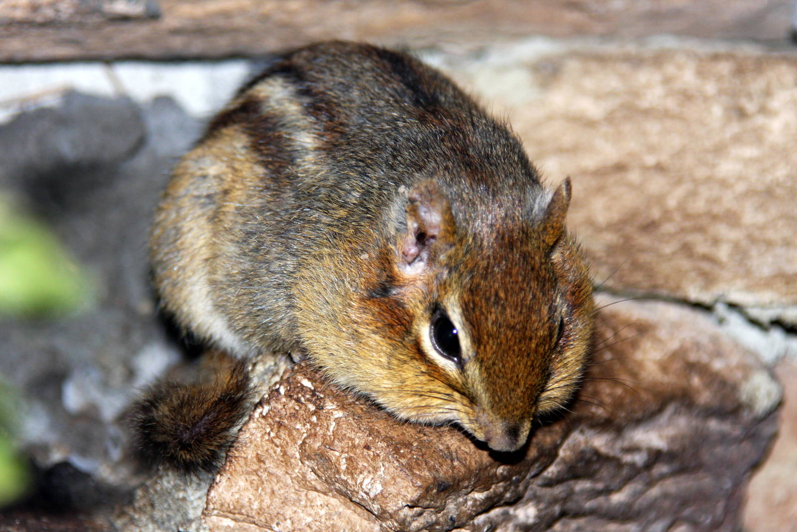 2013: Virginia Living Museum