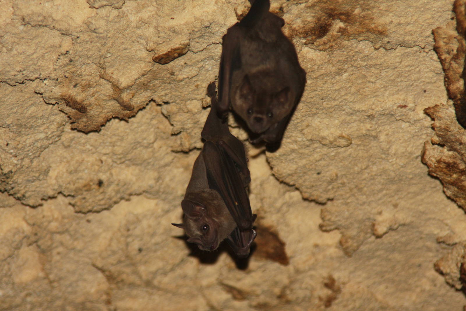 2013 Xcaret species ID?