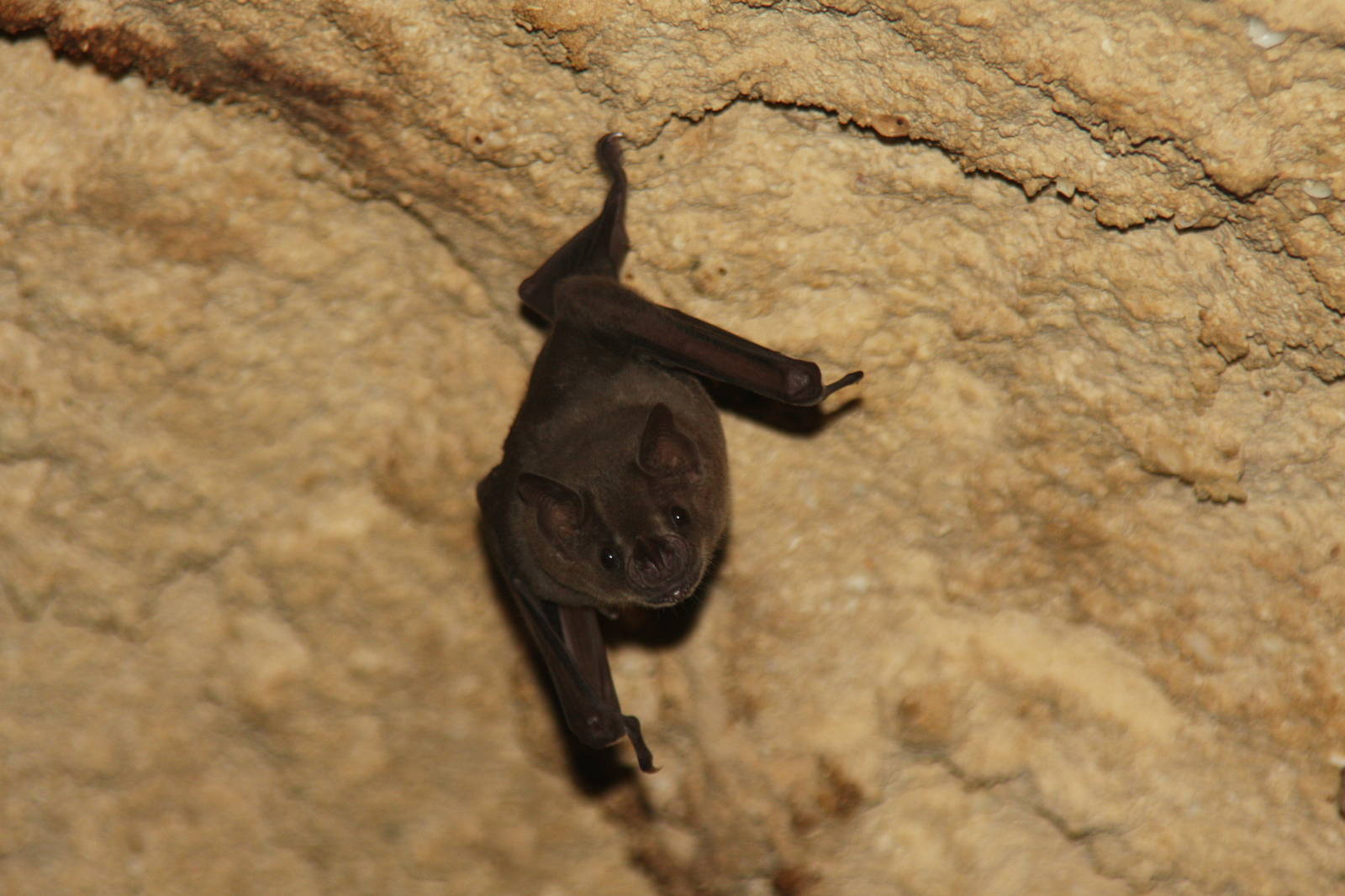 2013 Xcaret species ID?