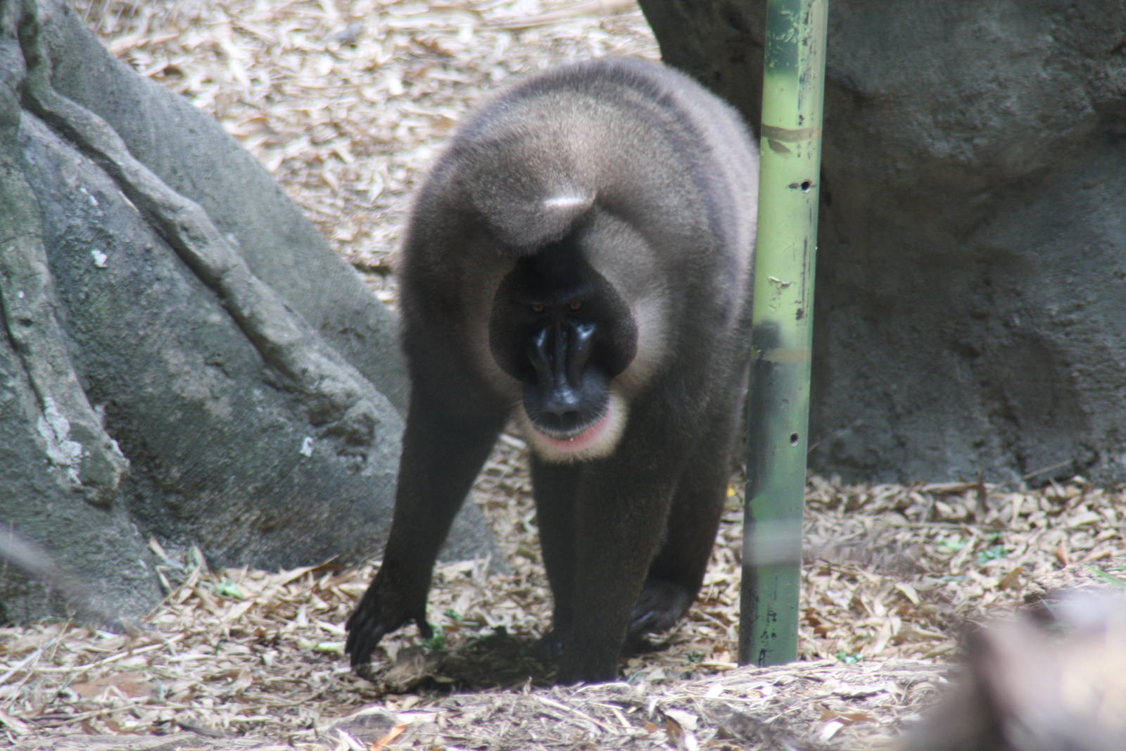 2013: Zoo Atlanta