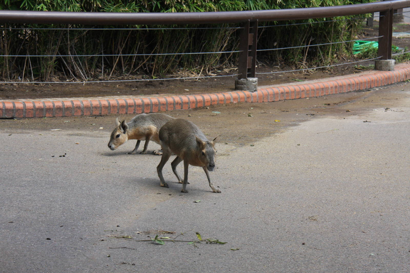 2013 Zoo de Buenos Aires