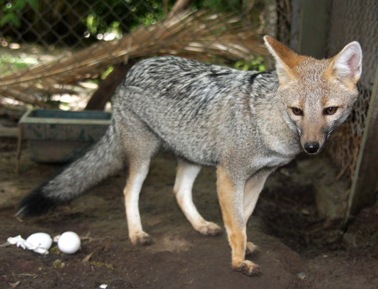 2013 Zoo de Buenos Aires
