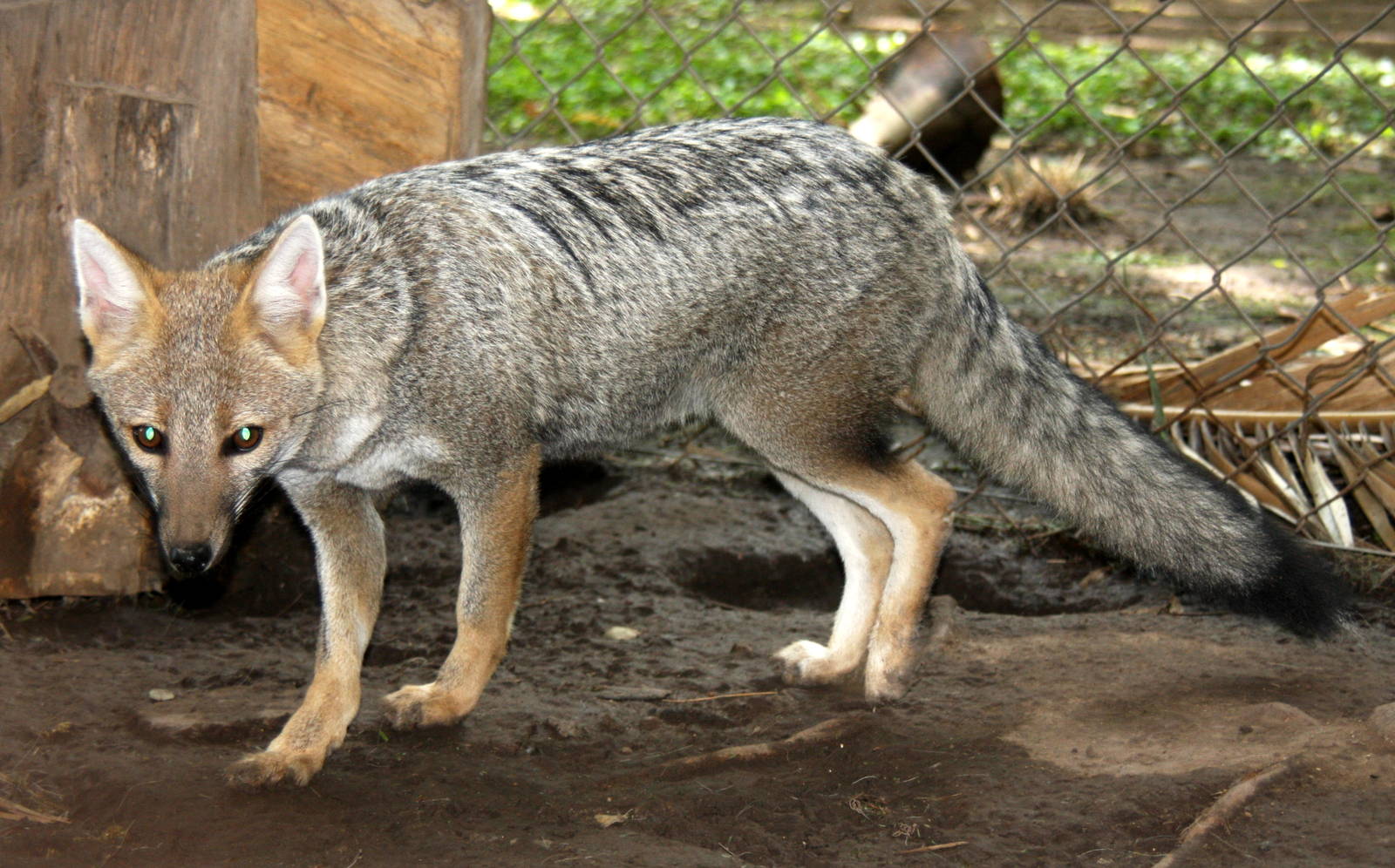 2013 Zoo de Buenos Aires