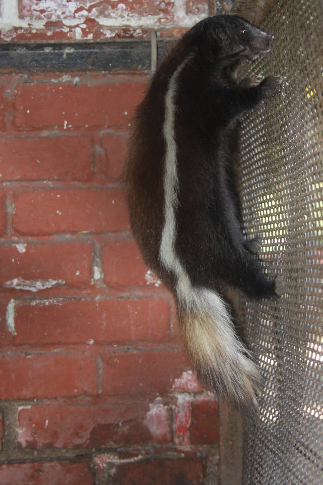 2013 Zoo de Buenos Aires