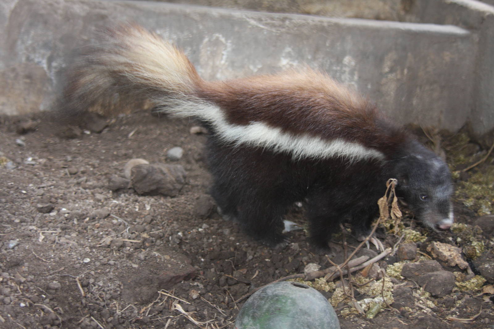 2013 Zoo de Buenos Aires