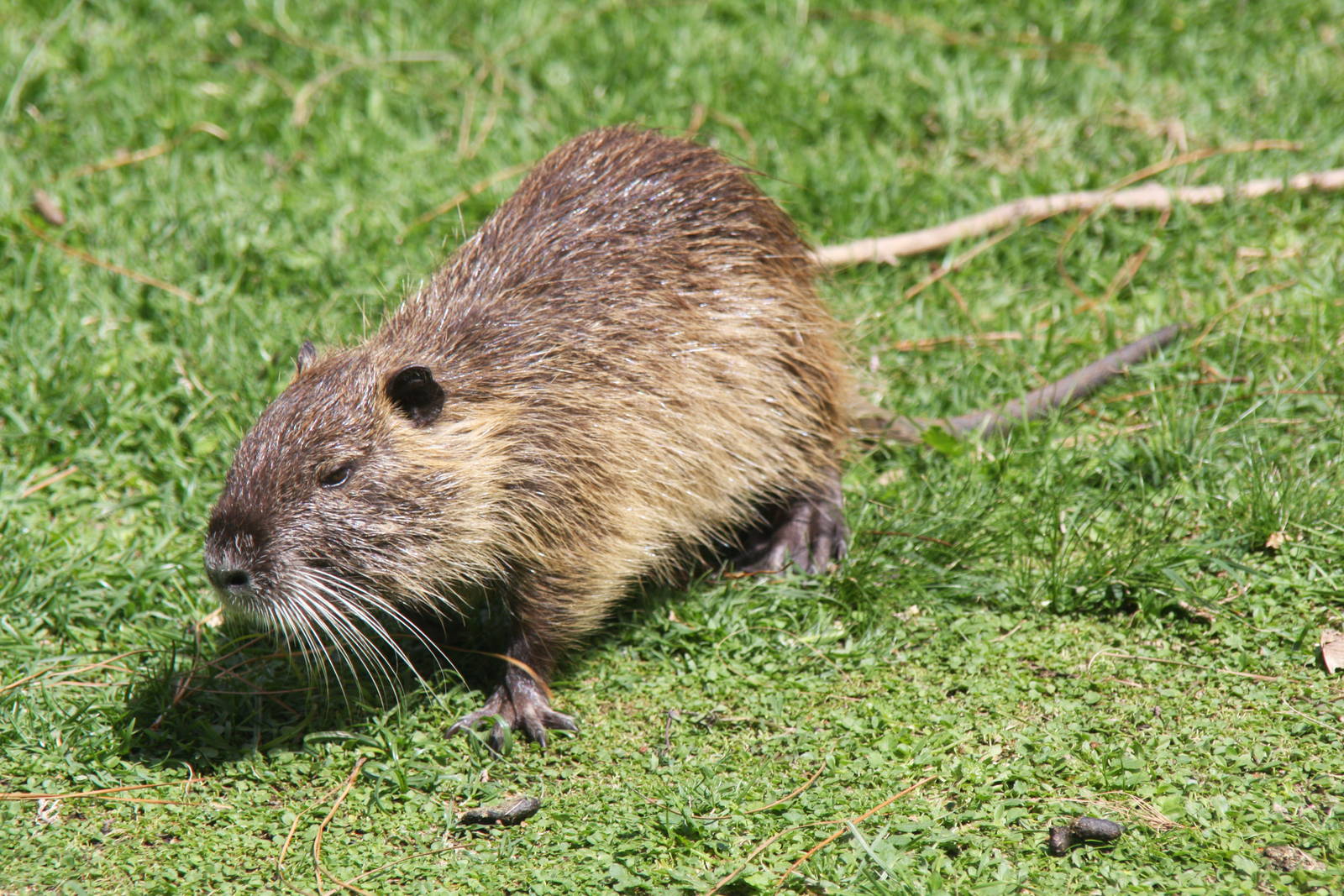 2013 Zoo de Buenos Aires