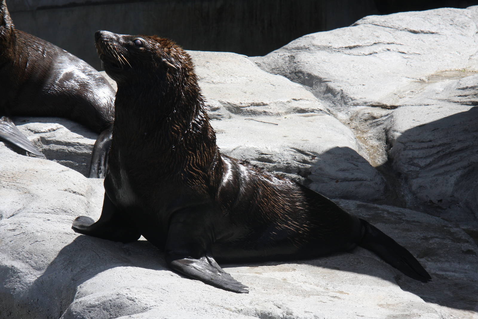 2013 Zoo de Buenos Aires