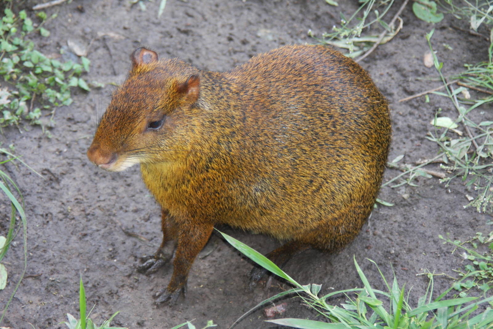 2013 Zoo de Buenos Aires