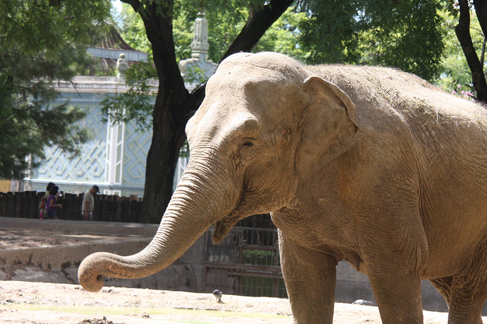 2013 Zoo de Buenos Aires