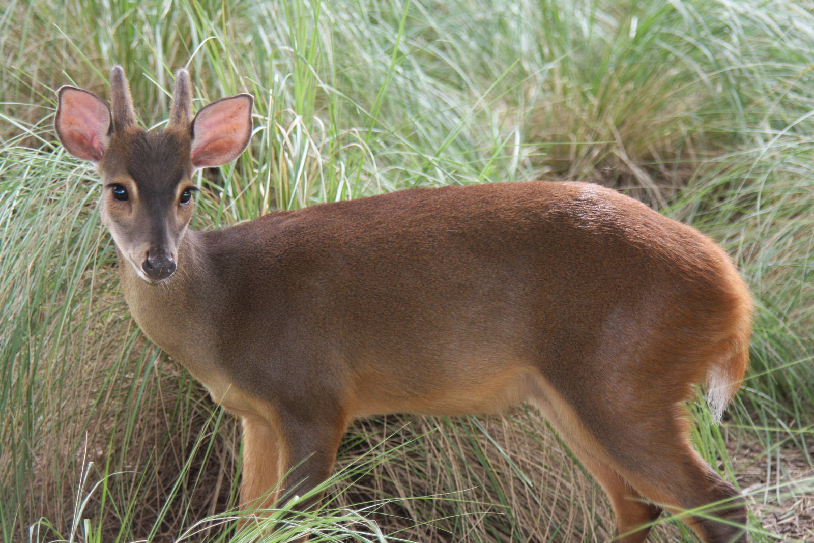 2013 Zoo de Buenos Aires